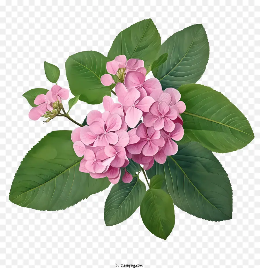 Hortensia De La Flor，Flores De Color Rosa PNG