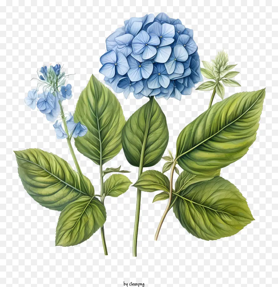 Hortensia De La Flor，Flor PNG