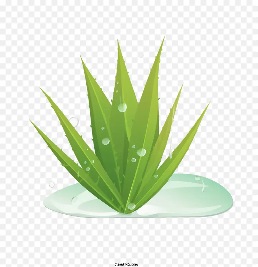 Aloe Vera，Aloe PNG