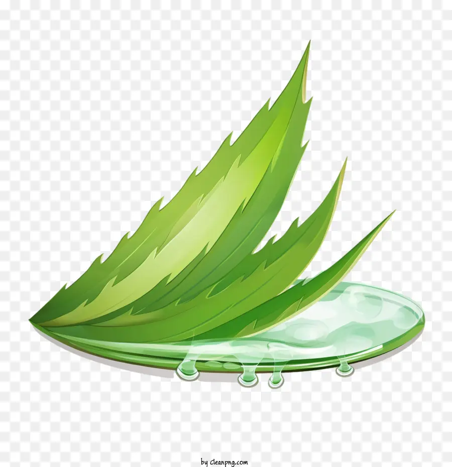 Aloe Vera，Limón PNG