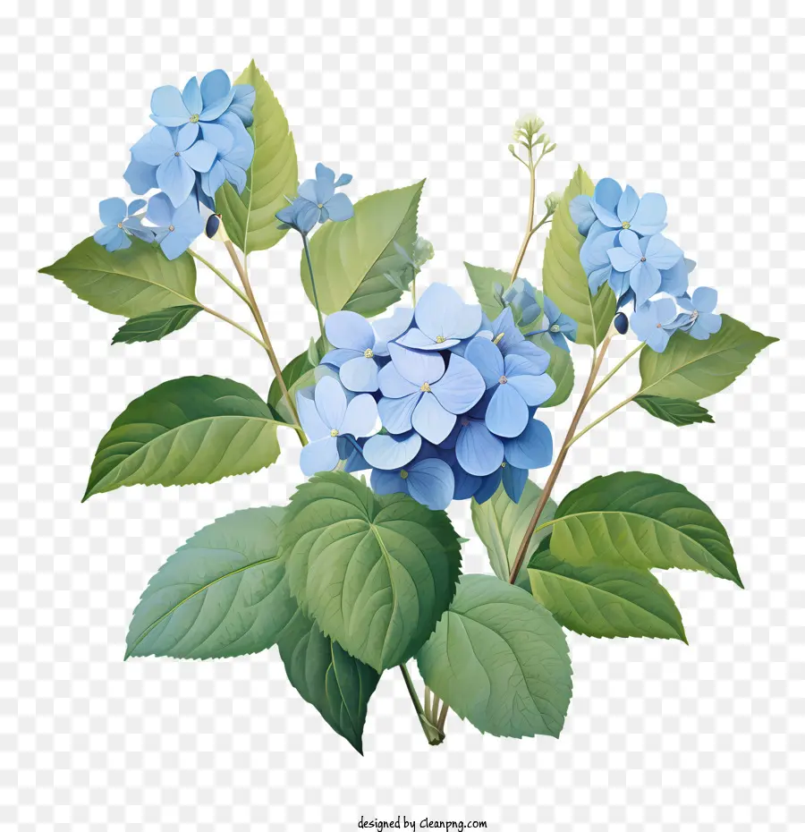 Hortensia De La Flor，Flores De Color Azul PNG