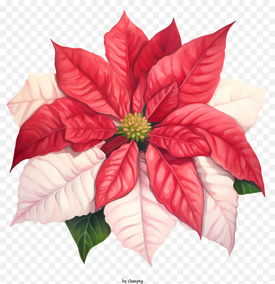 Flor De Pascua，Flor PNG