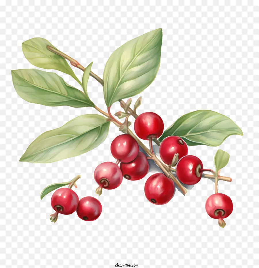 Arándanos，Frutos Rojos PNG