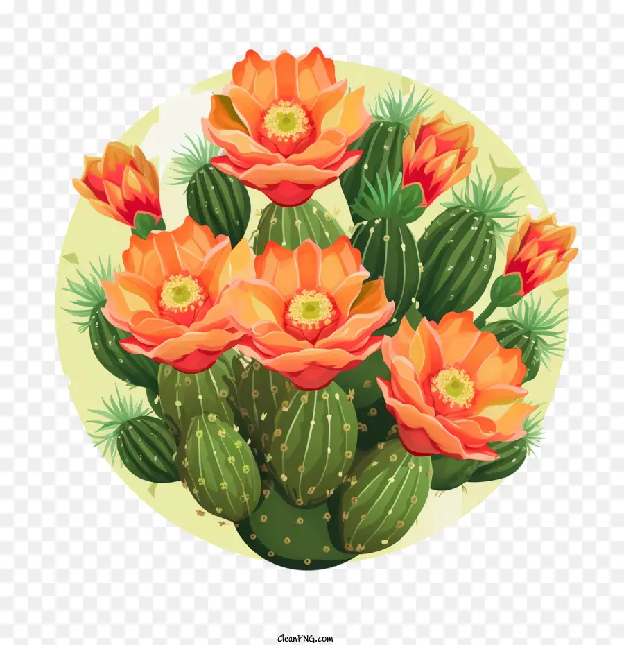 Suculento，Cactus PNG