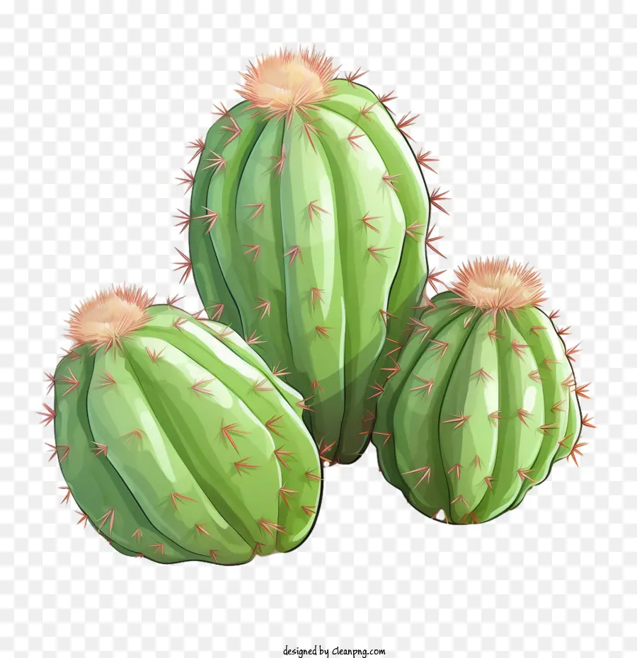 Suculentas，Cactus PNG