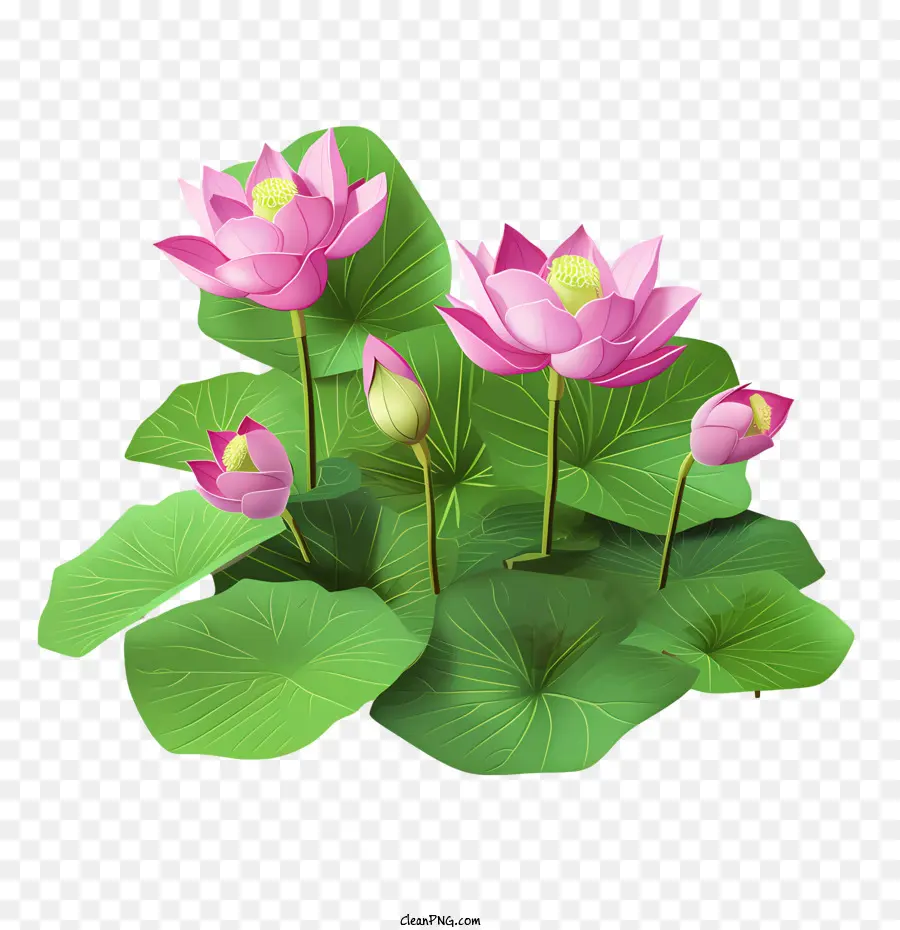 Flor De Loto，Flor PNG