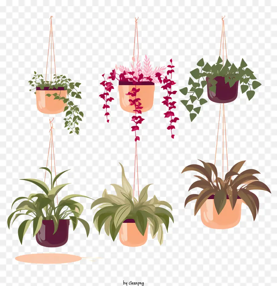 Planta Colgante Con Maceta，Las Plantas En Maceta PNG