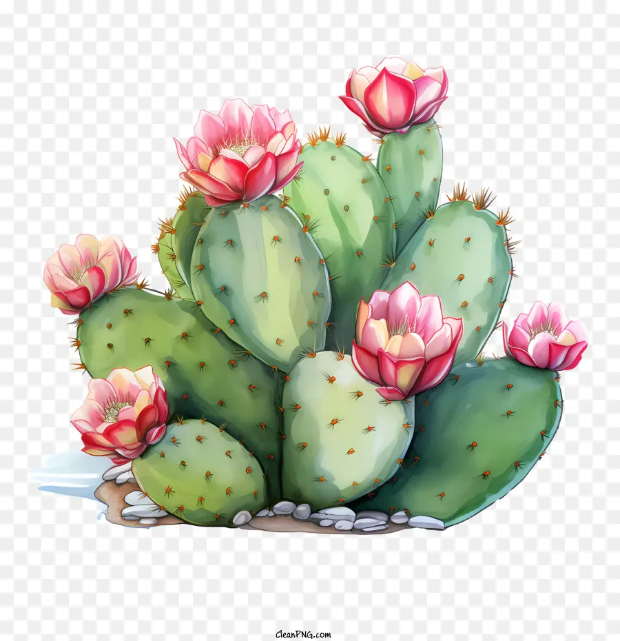 Cactus，Acuarela PNG