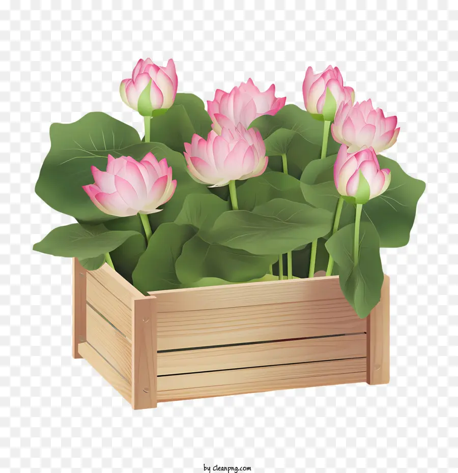 Flor De Loto，Flores De Loto Rosa PNG