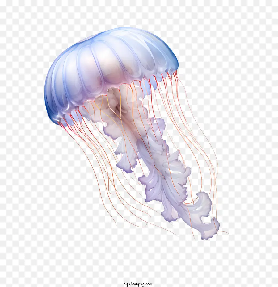 Día Mundial De Medusas，Las Medusas PNG