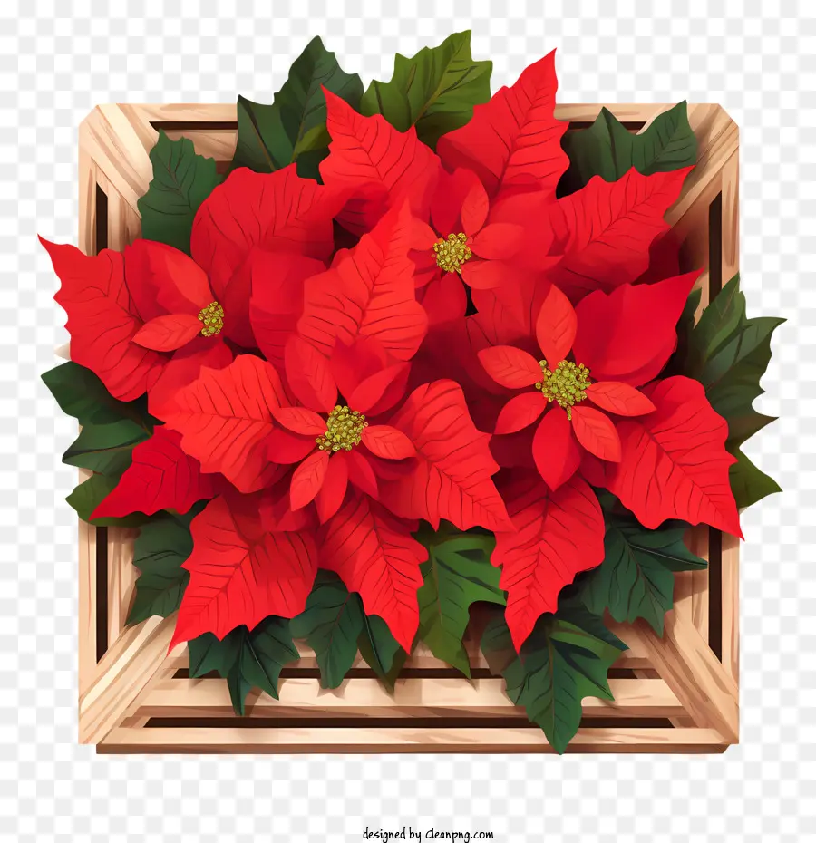 Flor De Pascua，Rojo PNG