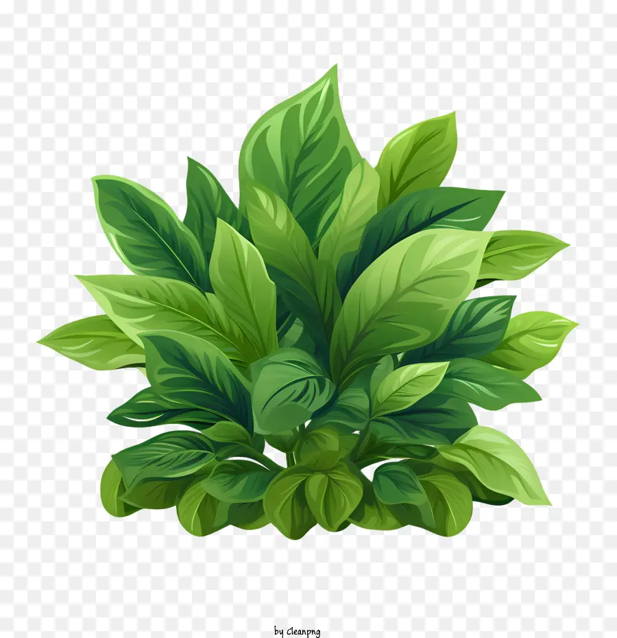 Planta Verde，Hojas Verdes PNG