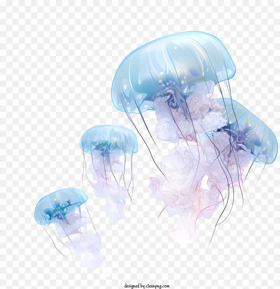 Día Mundial De Medusas，Las Medusas PNG