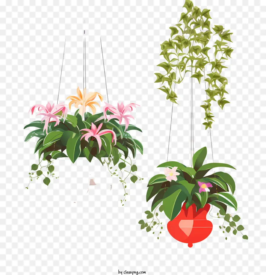 Planta Colgante Con Maceta，Cesta Colgante PNG