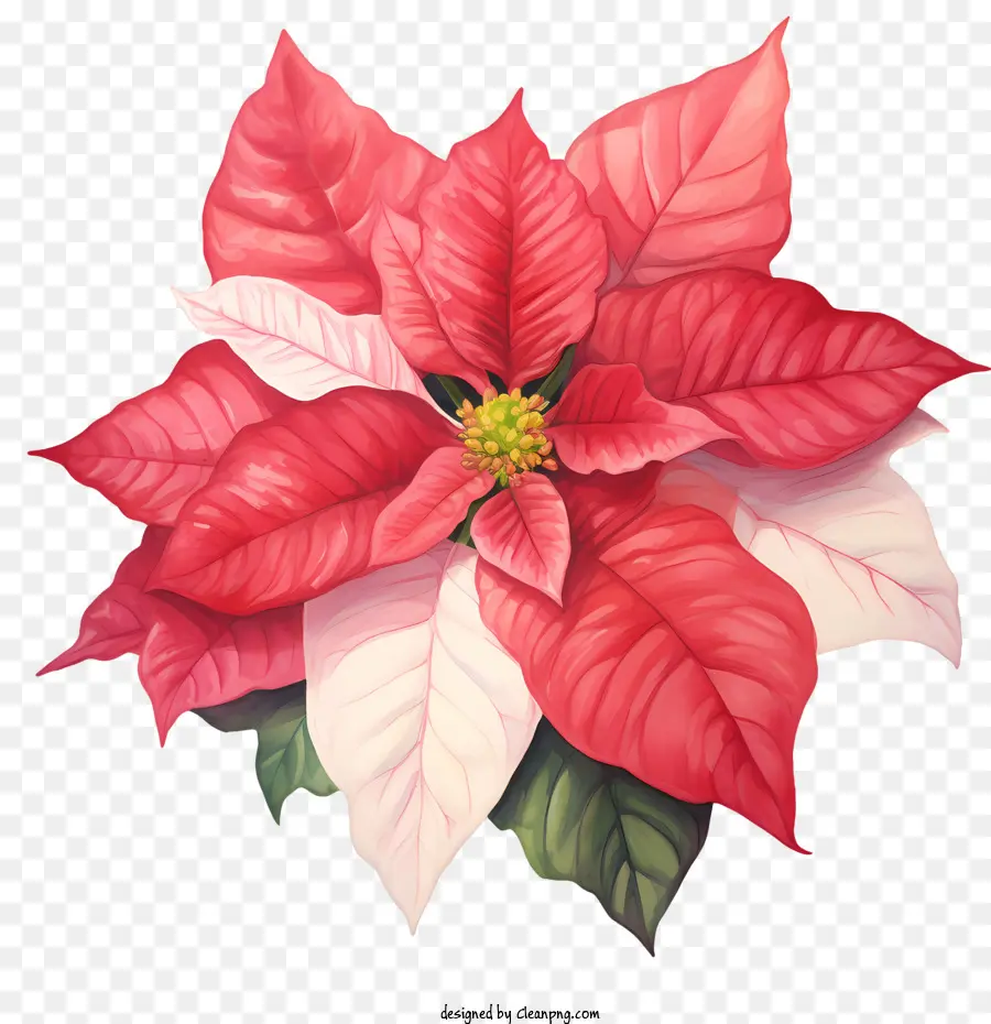 La Flor De Pascua，Rojo PNG