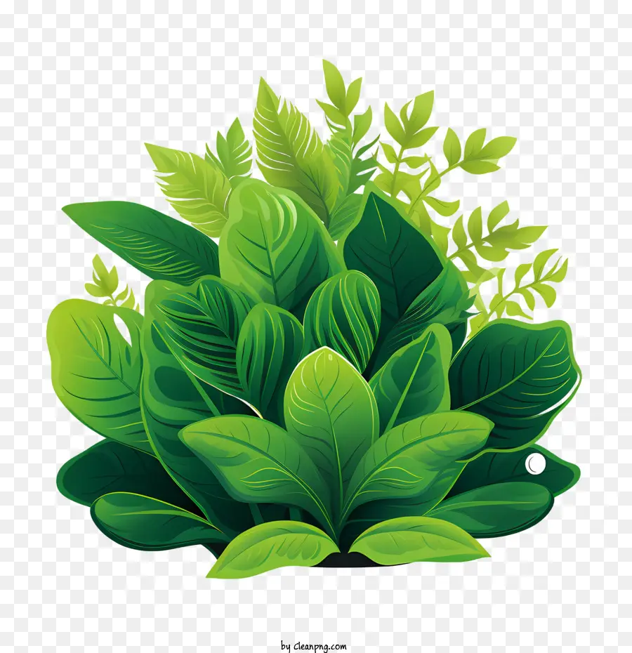 Planta Verde，Hojas Verdes PNG