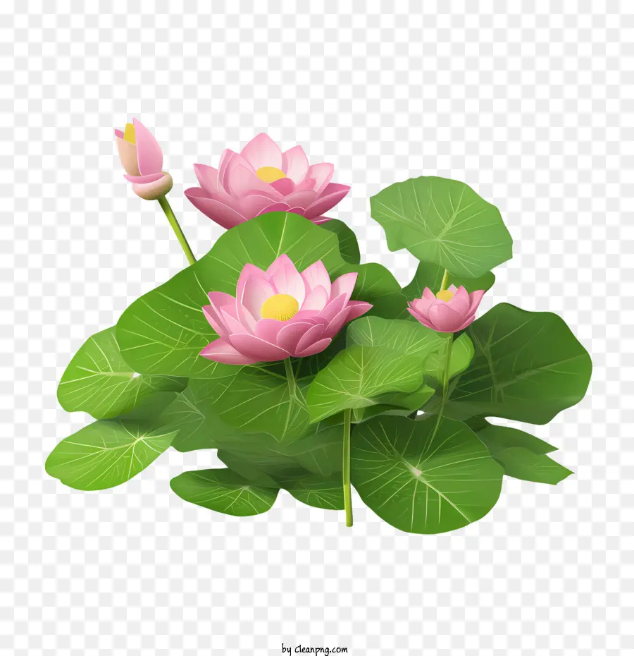 Lotus，Lirio De Agua PNG