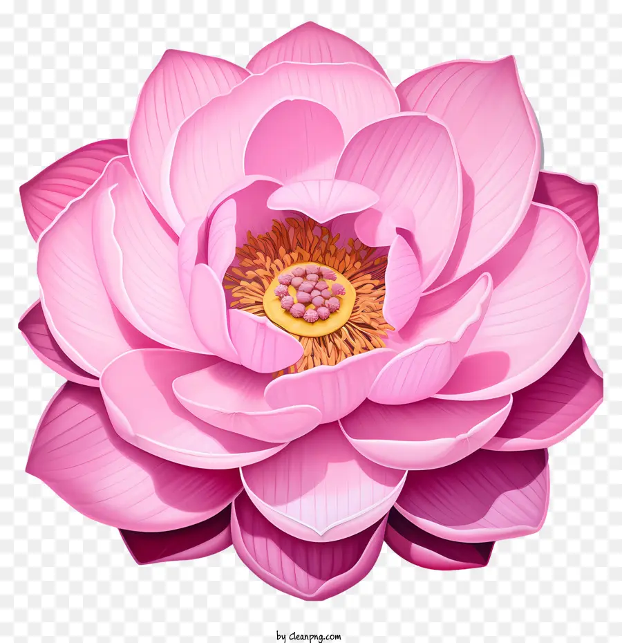 Flor De Loto，Loto De Color Rosa PNG