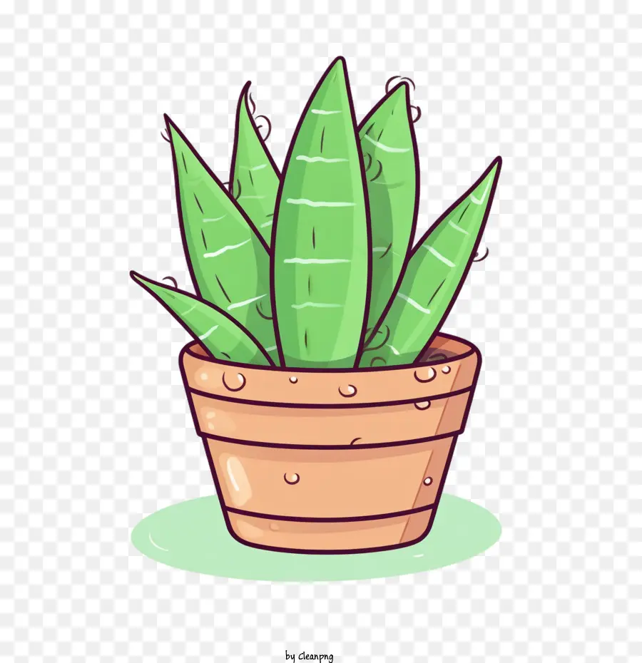 Aloe Vera，Aloe PNG