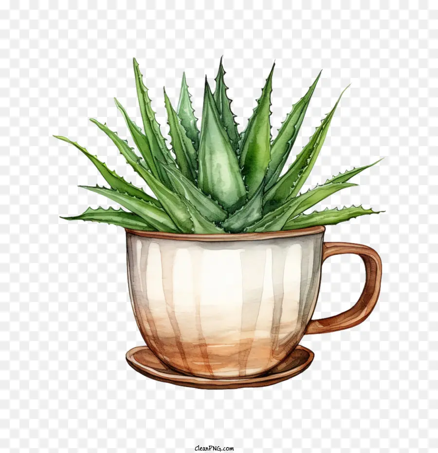 Áloe Vera，Planta PNG