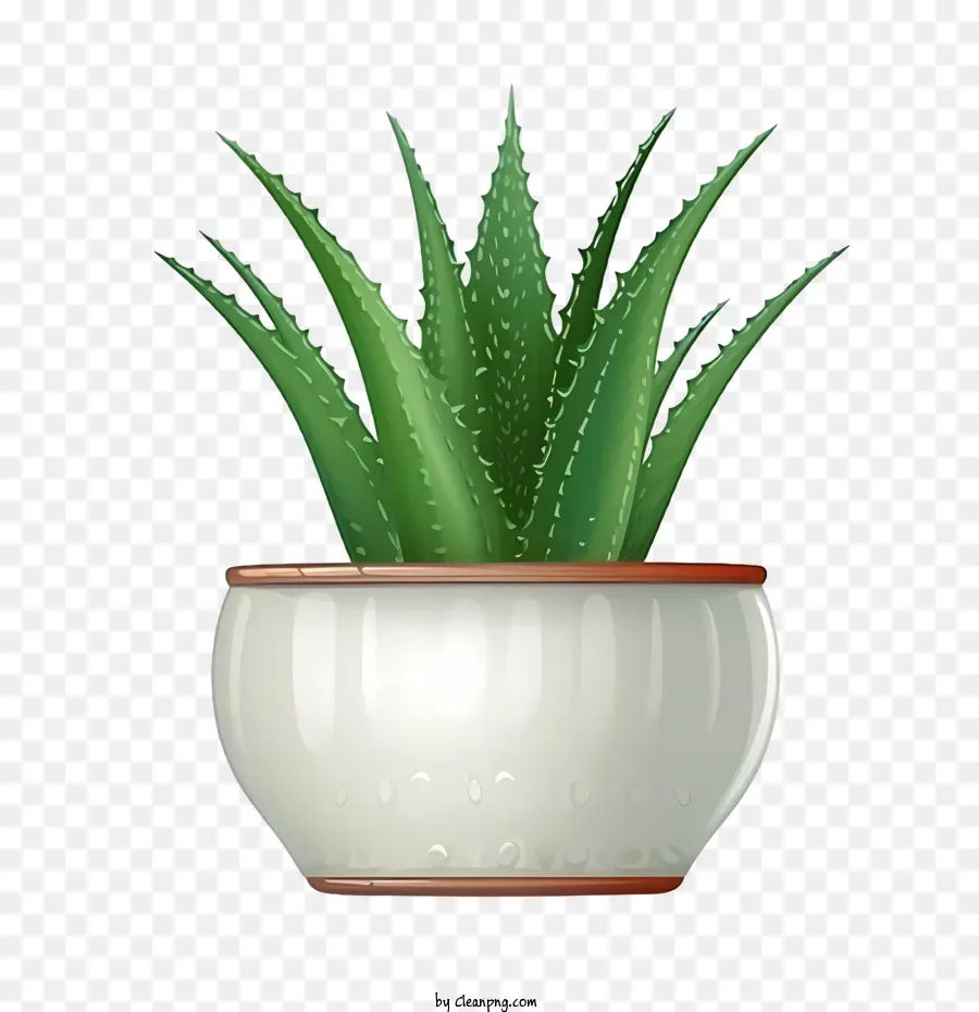 Aloe Vera，Planta Suculenta PNG