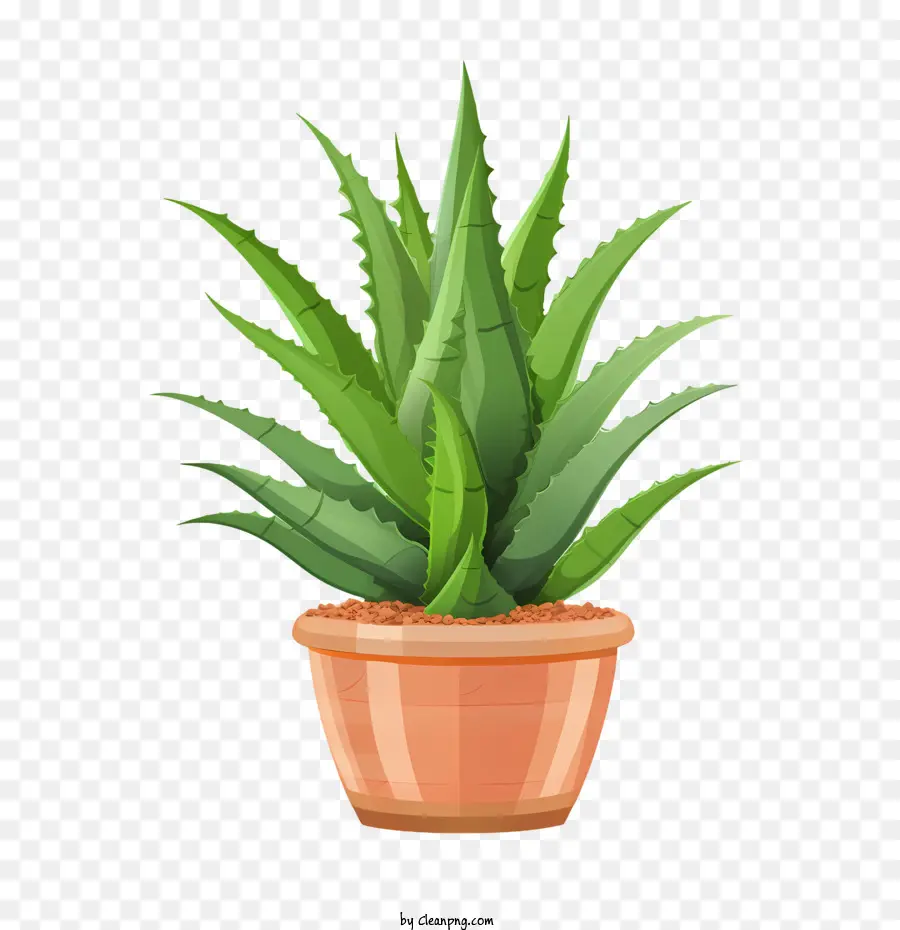 Aloe Vera，Planta Suculenta PNG