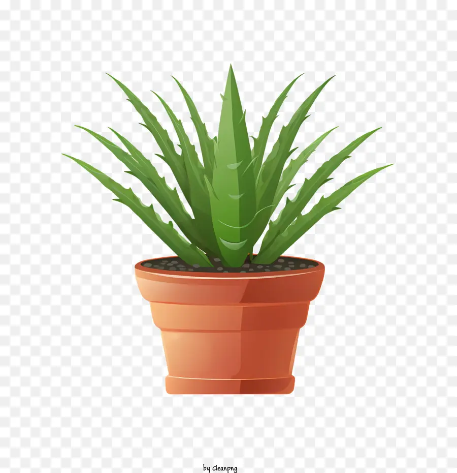 Aloe Vera，El Aloe Vera Plant PNG