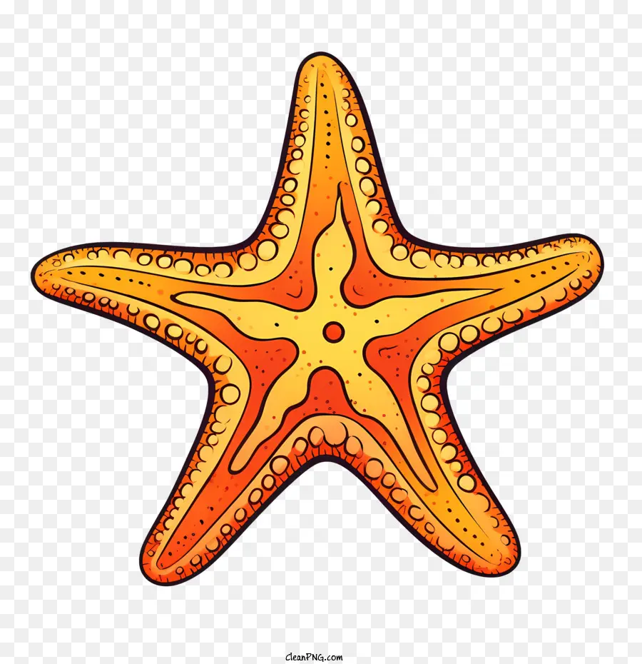 Estrella De Mar，Animal Marino PNG