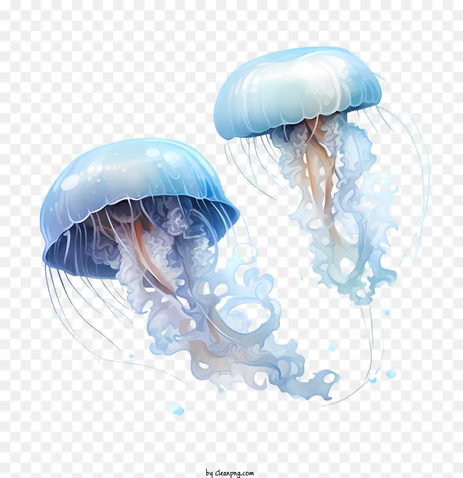 Día Mundial De Medusas，Las Medusas PNG