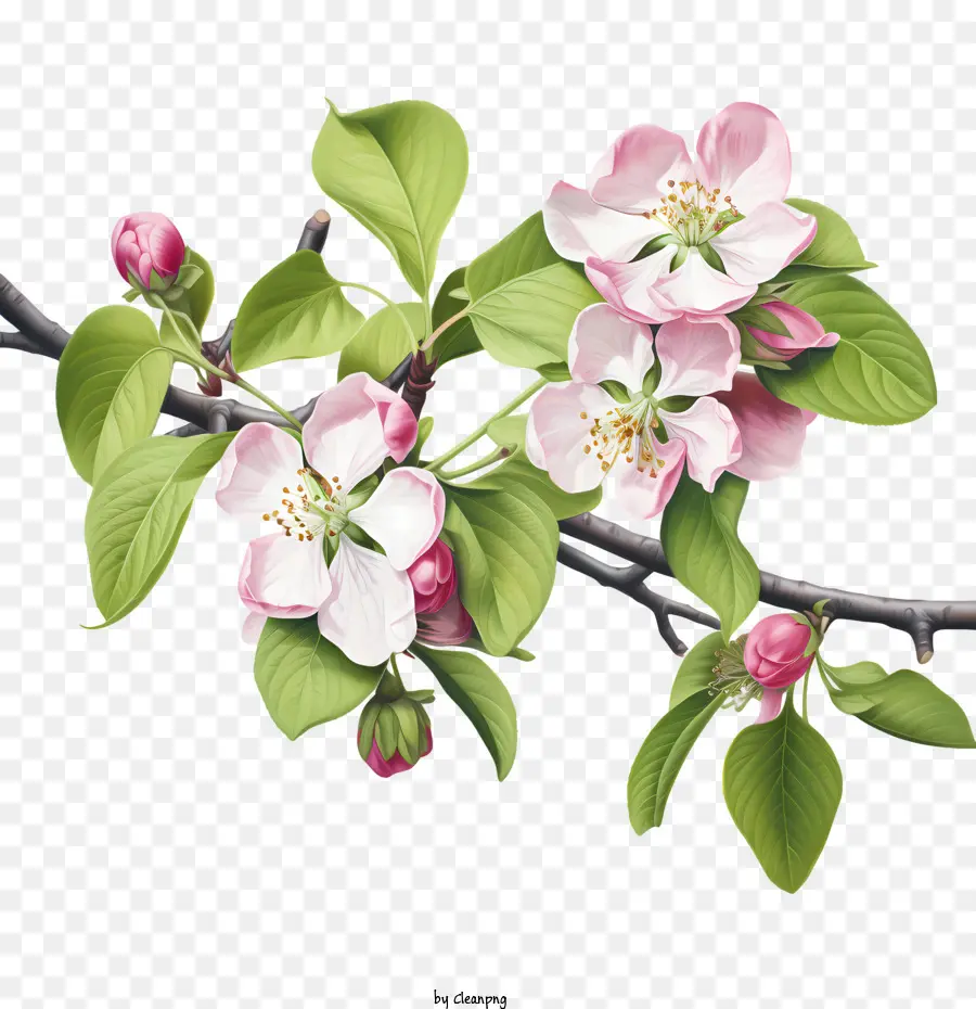 Apple Blossom，Rosa PNG