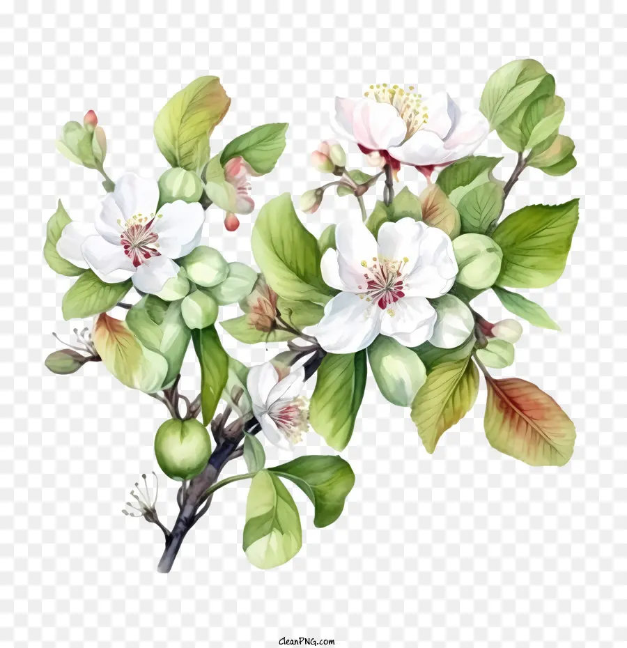 Apple Blossom，Flores De Cerezo PNG