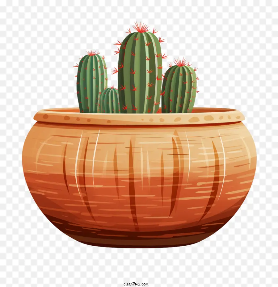 Cactus Suculentos，Cactus PNG