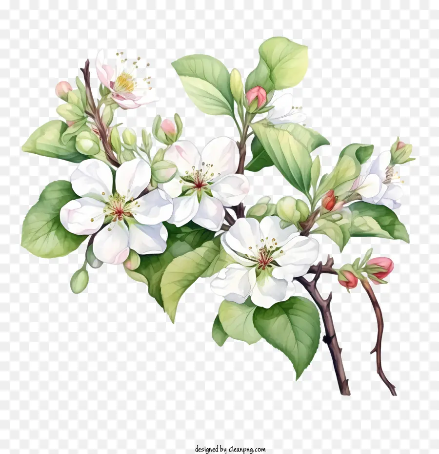 Apple Blossom，Flor Blanca PNG