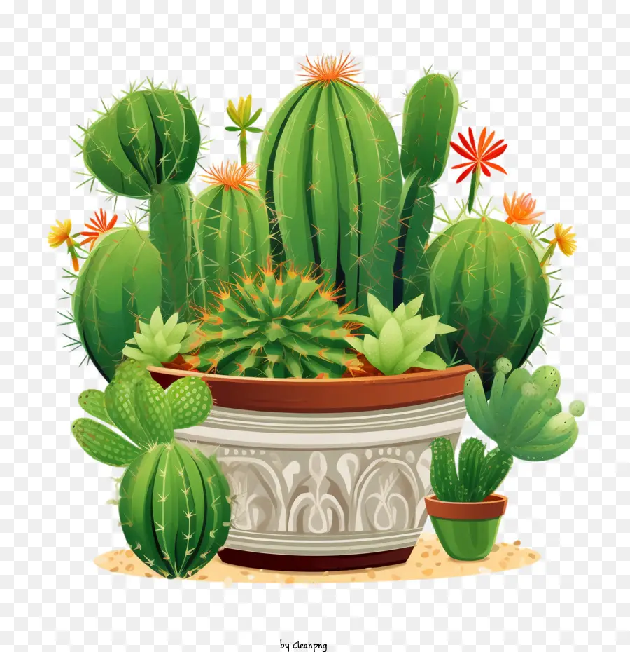 Cactus Suculentos，Cactus PNG