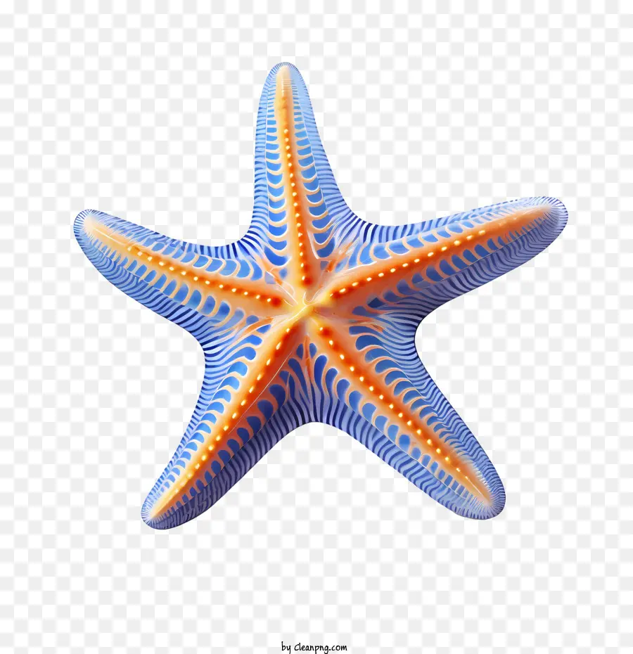 Estrella De Mar，Animal Marino PNG