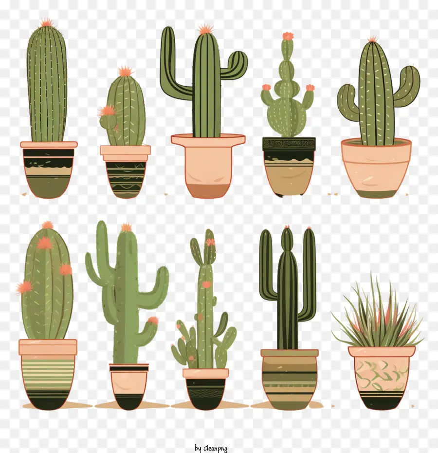 Suculentas，Cactus PNG