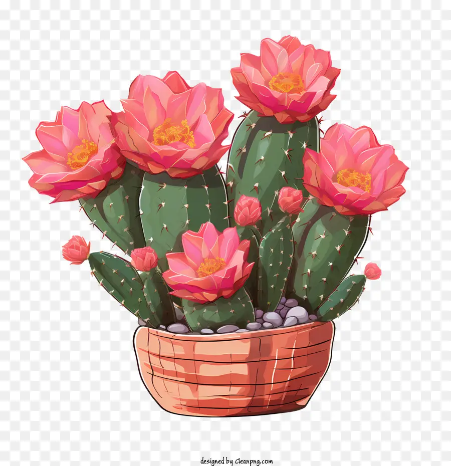 Cactus，Flores De Color Rosa PNG