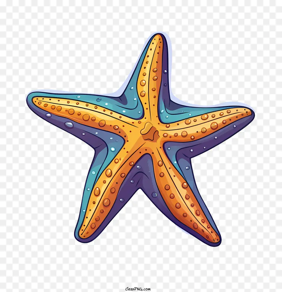 Estrella De Mar，Océano PNG