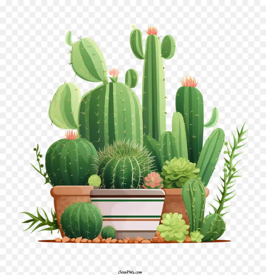 Suculentas，Cactus PNG