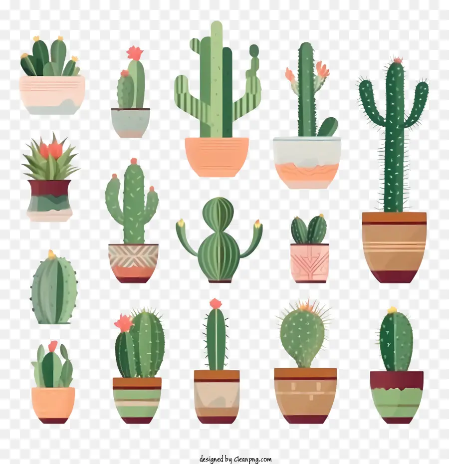 Cactus，Las Plantas Suculentas PNG