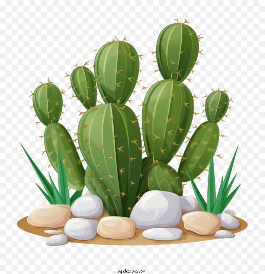 Suculento，Cactus PNG