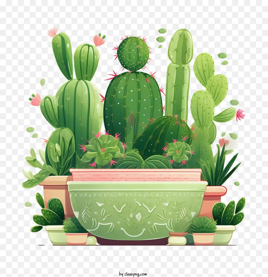 Suculentas，Cactus PNG