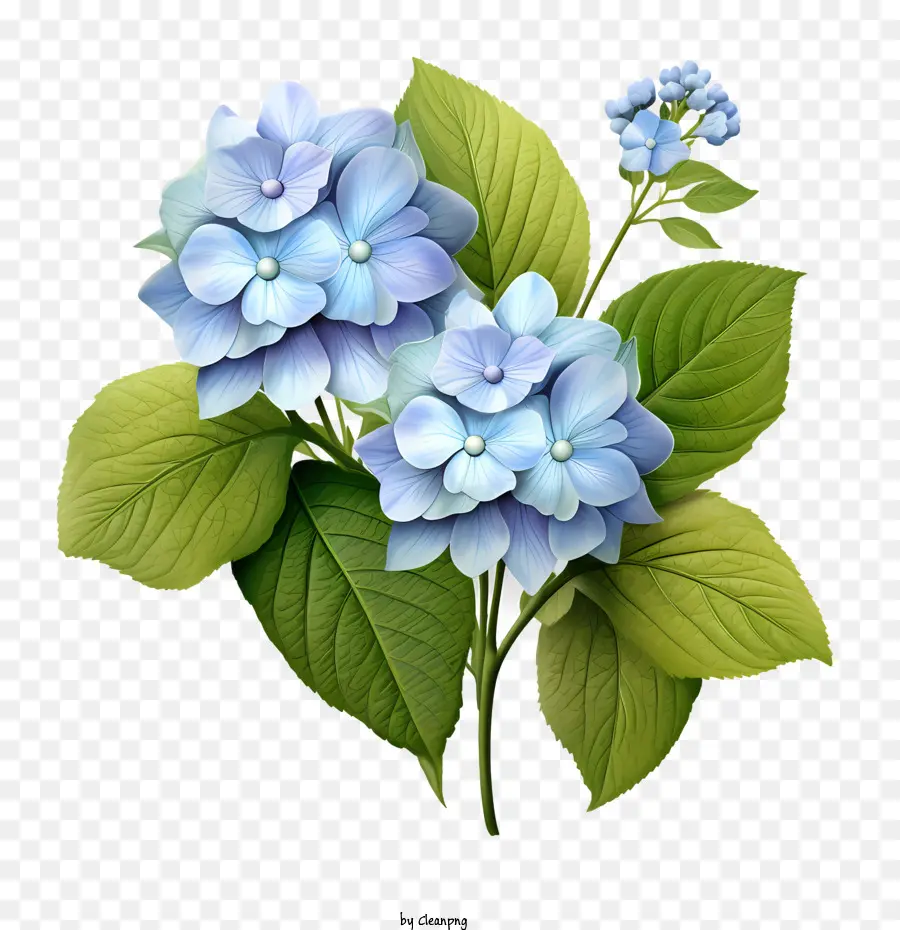 Hortensia De La Flor，Azul PNG