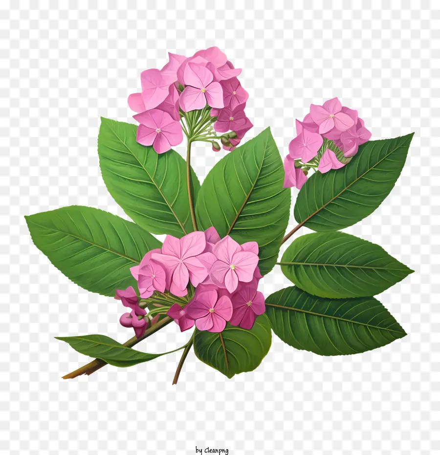 Flor De Hortensia，Flores Rosadas PNG