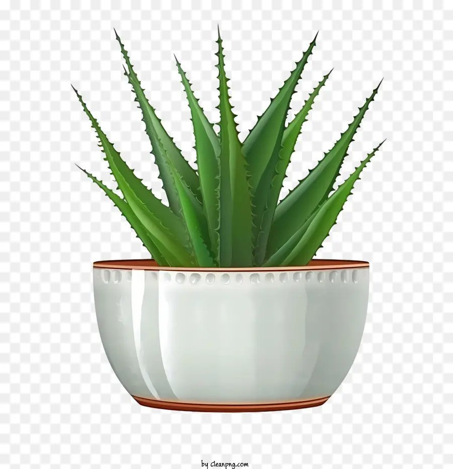 Aloe Vera，El Aloe Vera Plant PNG