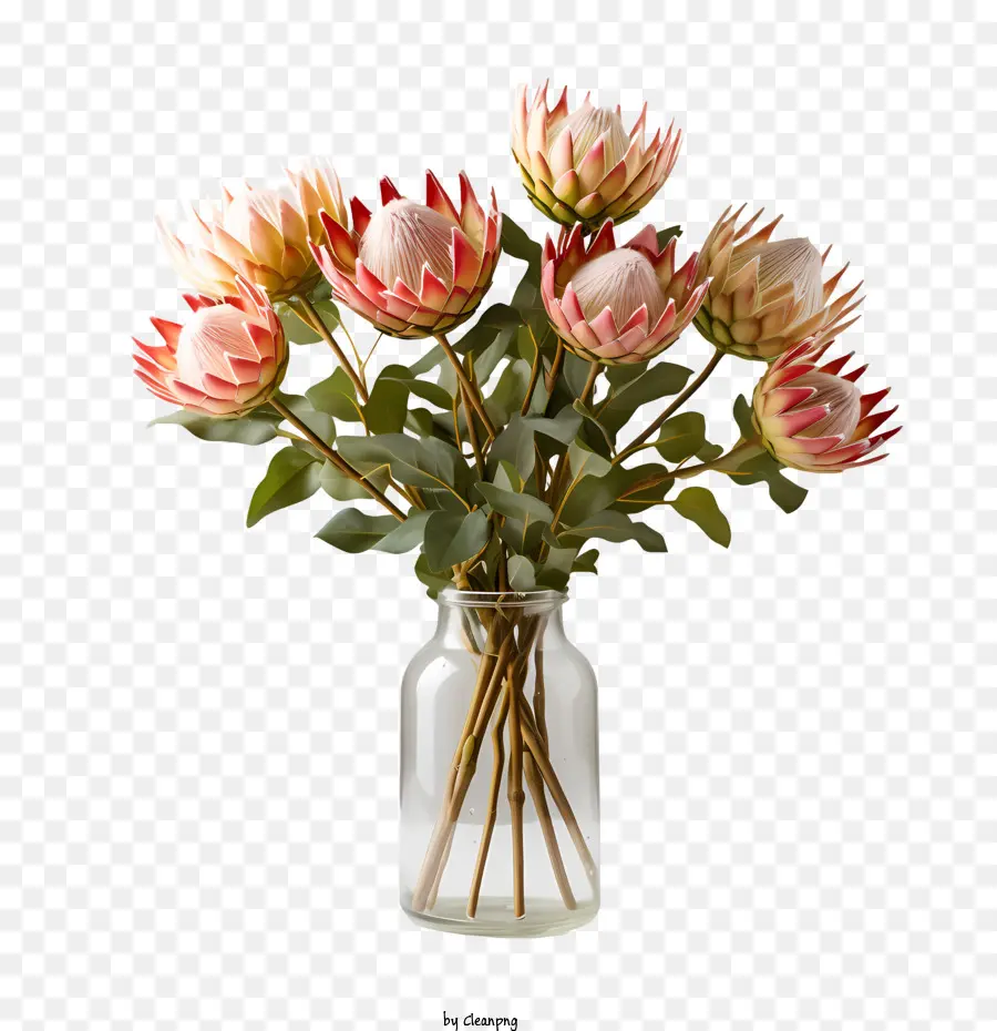 Protea Flor，Los Girasoles PNG