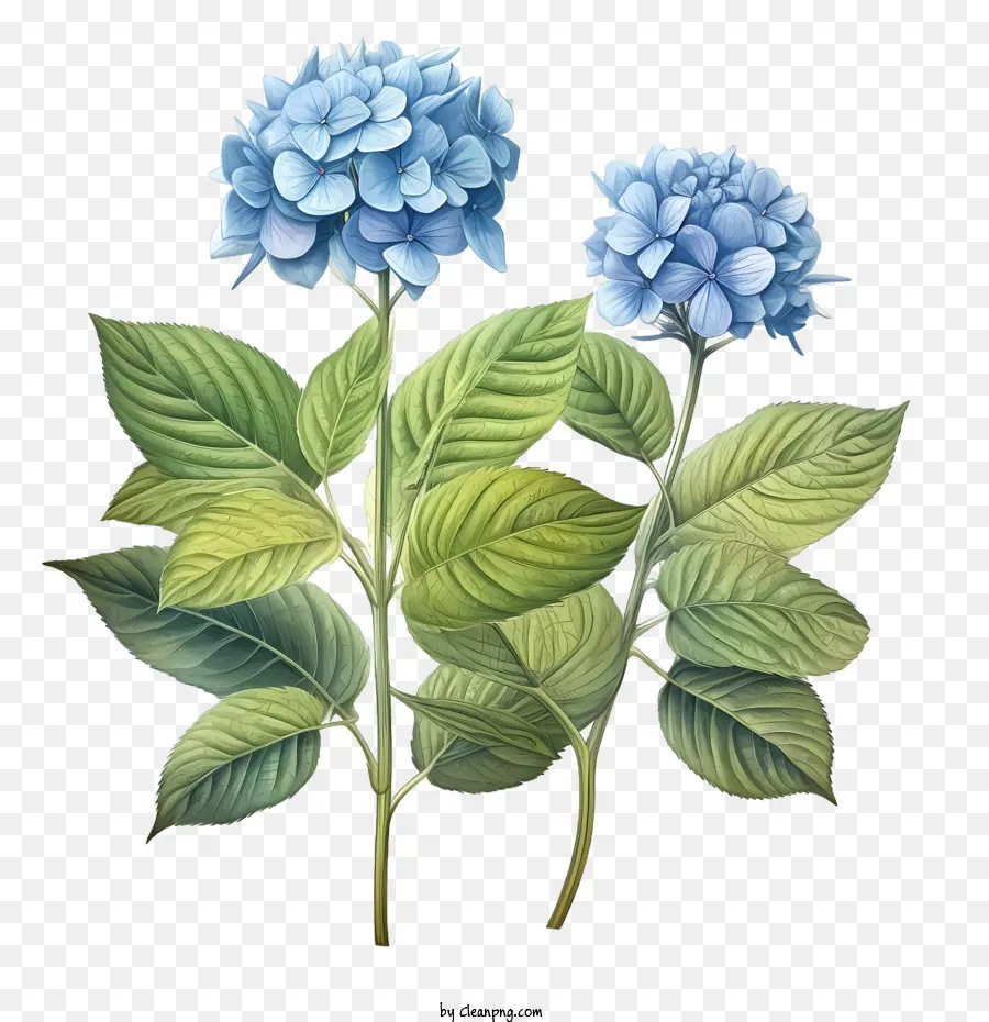 Flor De Hortensia，Hortensia PNG