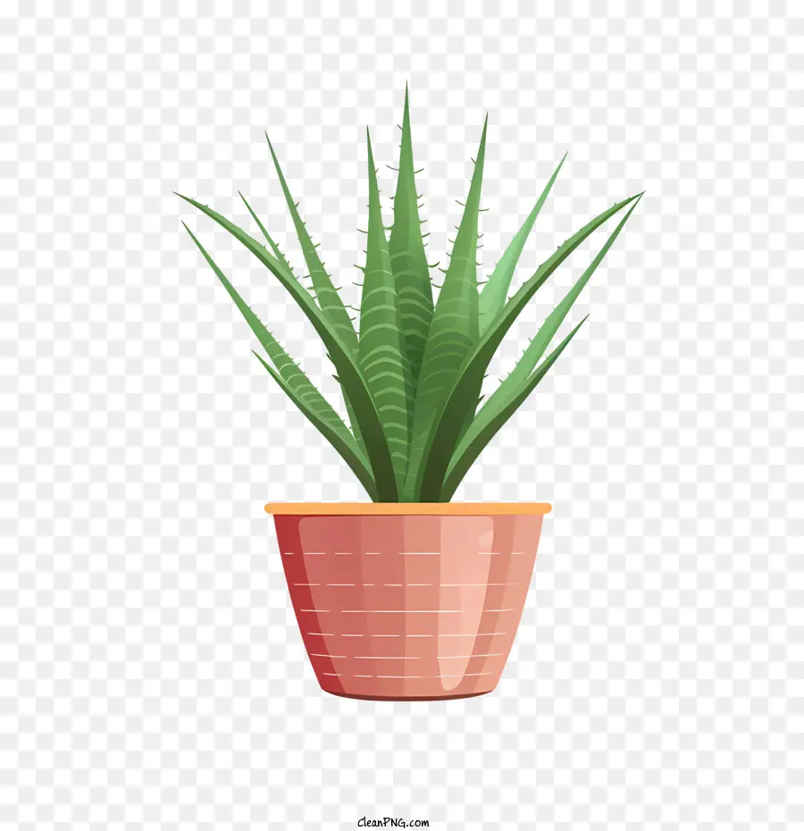 Aloe Vera，Planta PNG