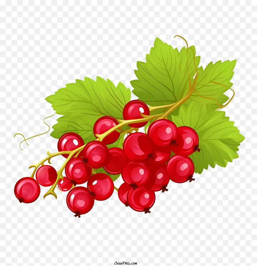 Cranberries，Frambuesa PNG