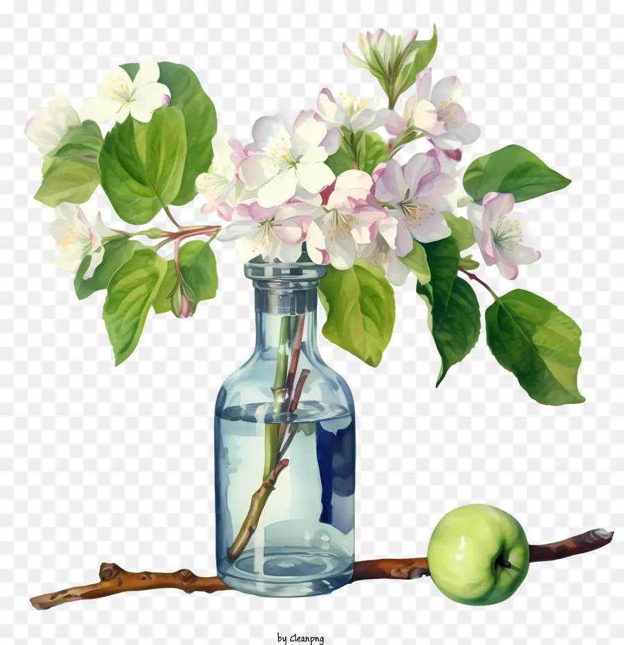 Apple Blossom，Apple PNG